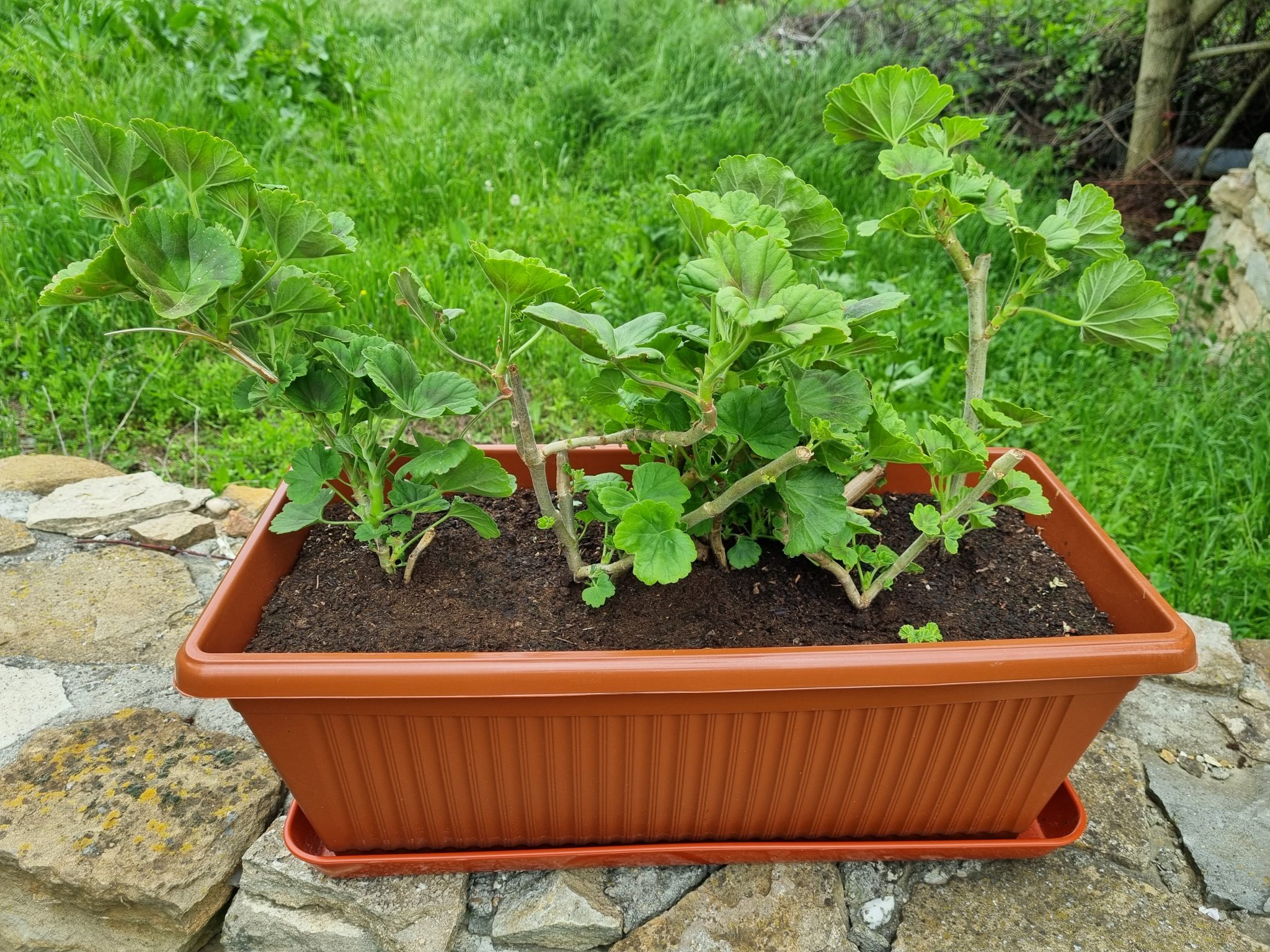 Дълбок пластмасов сандък за цветя 60 см керемида с подложка